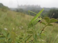 Phaneroptera falcata 7, Sikkelsprinkhaan, Saxifraga-Rob Felix : Animalia, Arthropoda, Insecta, Orthoptera, animal, arthropod, dier, dieren, geleedpotige, geleedpotigen, grasshopper, insect, insecten, krekel, sprinkhaan, sprinkhanen en krekels