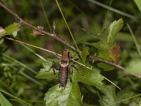 Pholidoptera griseoaptera 2, Bramensprinkhaan, male, Saxifraga-Paul Westrich