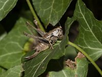 Pholidoptera griseoaptera 4, Bramensprinkhaan, female, Saxifraga-Paul Westrich