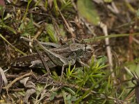 Platycleis albopunctata 9, Duinsabelsprinkhaan, female, Saxifraga-Paul Westrich