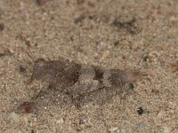 Sphingonotus caerulans 4, Kiezelsprinkhaan, Saxifraga-Paul Westrich