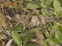 Sphingonotus caerulans 5, Kiezelsprinkhaan, Saxifraga-Paul Westrich
