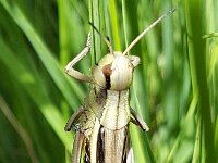 Stethophyma grossum 39, Moerassprinkhaan, Saxifraga-Ben Delbaere  IICSA���II