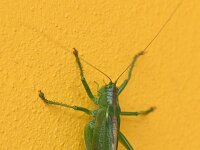 Tettigonia viridissima 37, Grote groene sabelsprinkhaan, Saxifraga-Tom Heijnen