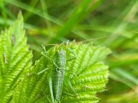 Tettigonia viridissima 38, Grote groene sabelsprinkhaan, Saxifraga-Ben Delbaere