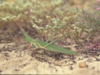 Truxalis nasuta 2, Saxifraga-Rob Felix