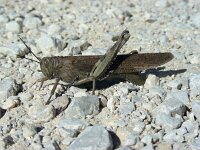 Anacridium aegyptium 7, Egyptische treksprinkhaan, Saxifraga-Ed Stikvoort