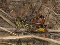 Arvyptera microaptera 2, Saxifraga-Paul Westrich