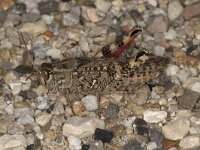 Calliptamus italicus 4, Roze vleugel, Saxifraga-Paul Westrich