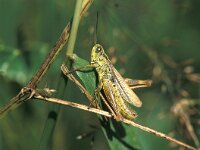 Chorthippus apricarius 2, Locomotiefje, Saxifraga-Robert Ketelaar