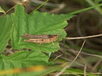 Chorthippus apricarius 3, Locomotiefje, Saxifraga-Willem Jan Hoeffnagel  Minolta DSC