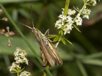 Chorthippus apricarius 7, Locomotiefje, Saxifraga-Paul Westrich
