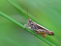 Chorthippus biguttulus 12, Ratelaar, Saxifraga-Tom Heijnen