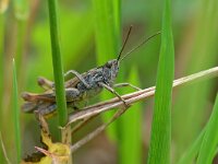 Chorthippus biguttulus 13, Ratelaar, Saxifraga-Tom Heijnen