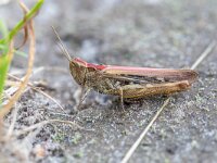 Chorthippus biguttulus 18, Ratelaar, Saxifraga-Bart Heijne : 2021, Chorthippus biguttulus, Orthoptera, Weerribben, Woldlakebos, augustus, insect, ratelaar, sprinkhaan, zomer