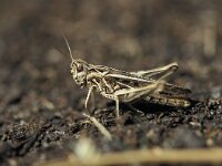 Chorthippus biguttulus 2, Ratelaar, Saxifraga-Robert Ketelaar
