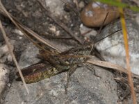 Chorthippus biguttulus 3, Ratelaar, male, Saxifraga-Paul Westrich