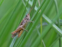 Chorthippus brunneus 6, Bruine sprinkhaan, Saxifraga-Tom Heijnen