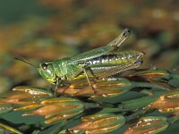 Chorthippus montanus 2, Zompsprinkhaan, Saxifraga-Robert Ketelaar