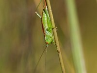 Conocephalus dorsalis 10, Spitskopje, Saxifraga-Rudmer Zwerver