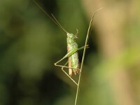 Conocephalus dorsalis 4, Spitskopje, Saxifraga-Jaap Bouwman