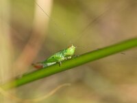 Conocephalus dorsalis 9, Spitskopje, Saxifraga-Rudmer Zwerver