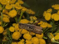 Gompocerippus rufus 3, Rosse sprinkhaan, male, Saxifraga-Paul Westrich