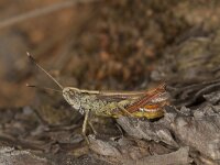 Gompocerippus rufus 4, Rosse sprinkhaan, male, Saxifraga-Paul Westrich