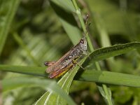 Gompocerippus rufus 5, Rosse sprinkhaan, male, Saxifraga-Paul Westrich