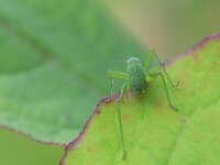 Leptophyes punctatissima 33, Struiksprinkhaan, Saxifraga-Tom Heijnen
