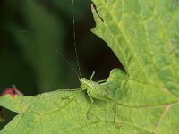 Leptophyes punctatissima 36, Struiksprinkhaan, Saxifraga-Tom Heijnen