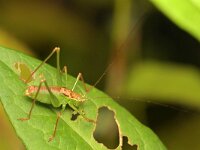 Leptophyes punctatissima 37, Struiksprinkhaan, Saxifraga-Tom Heijnen