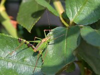 Leptophyes punctatissima 38, Struiksprinkhaan, Saxifraga-Tom Heijnen