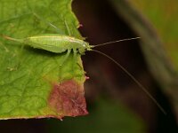 Meconema meridionale 5, Zuidelijke boomsprinkhaan, Saxifraga-Tom Heijnen