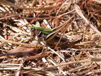 Metrioptera brachyptera 3, Heidesabelsprinkhaan, Saxifraga-Jaap Bouwman