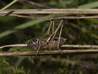 Metrioptera brachyptera 5, Heidesabelsprinkhaan, male, Saxifraga-Paul Westrich