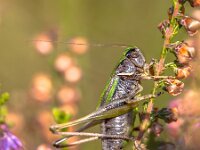 Adult Female Bog Bush-cricket on heather  Adult Female Bog Bush-cricket (Metrioptera brachyptera) on common heather (Calluna vulgaris) : Netherlands, animal, arthropod, background, bog, brachyptera, britain, brown, bush, bush-cricket, close, close-up, closeup, cricket, environment, france, germany, grass, grasshopper, green, habitat, heidesabelsprinkhaan, herb, insect, invertebrate, italy, leaf, macro, metrioptera, mongolia, mustache, natural, nature, orthoptera, poland, russia, scandinavia, schrecke, short, siberia, spikelet, straw, sweden, tettigoniidae, uk, up, wild, winged