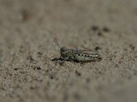 Myrmeleotettix maculatus 4, Knopsprietje, female, Saxifraga-Jaap Bouwman : stuizand2