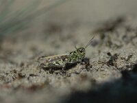 Myrmeleotettix maculatus 5, Knopsprietje, male, Saxifraga-Jaap Bouwman : stuizand2
