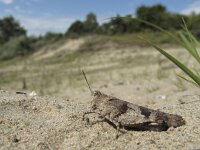 Oedipoda caerulescens 9, Blauwvleugelsprinkhaan, Saxifraga-Rob Felix : Animalia, Arthropoda, Insecta, Orthoptera, Project Natuurbalans, animal, arthropod, dier, dieren, geleedpotige, geleedpotigen, grasshopper, insect, insecten, krekel, sprinkhaan, sprinkhanen en krekels