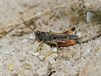 Omocestus rufipes 10, Zwart wekkertje, male, Saxifraga-Bart Heijne : 2024, Acrididae, Ede, Edesche heide, Omocestus rufipes, Orthoptera, augustus, insect, negertje, veldsprinkhaan, zomer, zwart wekkertje