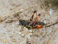 Omocestus rufipes 11, Zwart wekkertje, male, Saxifraga-Bart Heijne : 2024, Acrididae, Ede, Edesche heide, Omocestus rufipes, Orthoptera, augustus, insect, negertje, veldsprinkhaan, zomer, zwart wekkertje