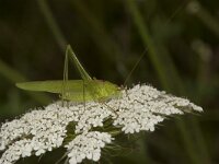 Phaneroptera falcata 14, male, Sikkelsprinkhaan, Saxifraga-Paul Westrich