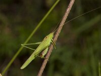 Phaneroptera falcata 15, male, Sikkelsprinkhaan, Saxifraga-Paul Westrich