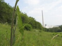 Phaneroptera falcata 8, Sikkelsprinkhaan, Saxifraga-Rob Felix : Animalia, Arthropoda, Insecta, Orthoptera, animal, arthropod, dier, dieren, geleedpotige, geleedpotigen, grasshopper, insect, insecten, krekel, sprinkhaan, sprinkhanen en krekels