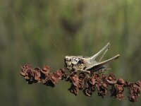 Pholidoptera griseoaptera 5, Bramensprinkhaan, Saxifraga-Rob Felix : Animalia, Arthropoda, Insecta, Orthoptera, Project Natuurbalans, animal, arthropod, dier, dieren, geleedpotige, geleedpotigen, grasshopper, insect, insecten, krekel, sprinkhaan, sprinkhanen en krekels