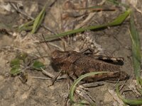 Psophus stridulus 6, Klappersprinkhaan, Saxifraga-Paul Westrich
