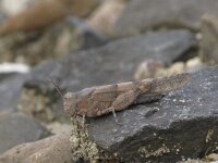 Sphingonotus caerulans 3, Kiezelsprinkhaan, Saxifraga-Rob Felix : Animalia, Arthropoda, Insecta, Orthoptera, animal, arthropod, dier, dieren, geleedpotige, geleedpotigen, grasshopper, insect, insecten, krekel, sprinkhaan, sprinkhanen en krekels