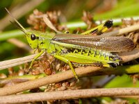 Stethophyma grossum 4, Moerassprinkhaan, Saxifraga-Mark Zekhuis