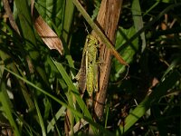 Stethophyma grossum 8, Moerassprinkhaan, Saxifraga-Hans Boll